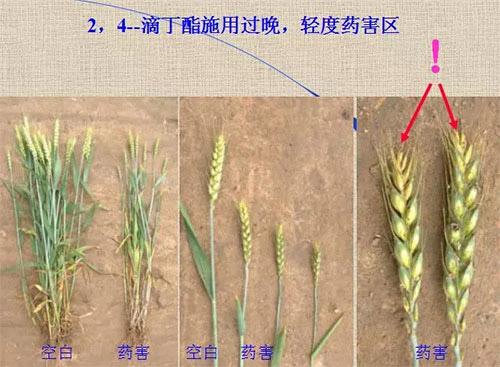 除草劑無(wú)時(shí)不刻發(fā)生變化，激素類除草劑未來(lái)還會(huì)在農(nóng)業(yè)舞臺(tái)上繼續(xù)發(fā)揮更大作用